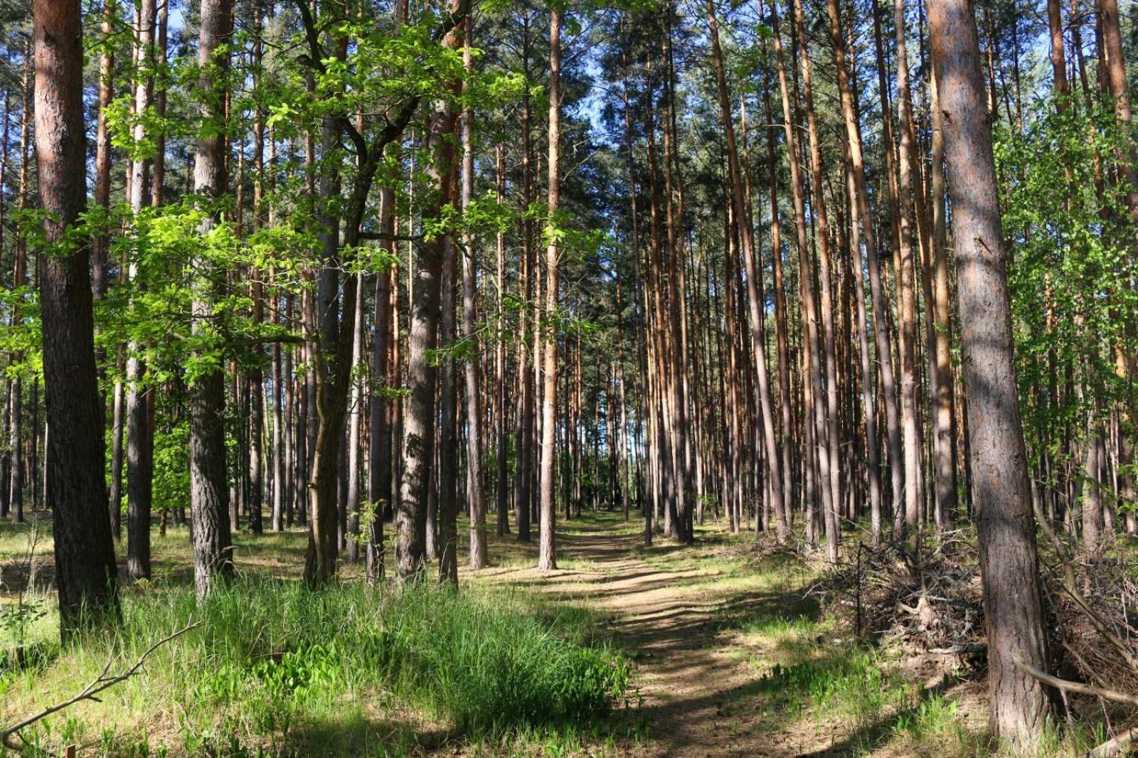 Tinyhaus Idyllisch Am Waldesrand Hotel Cottbus Ngoại thất bức ảnh
